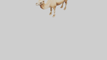 3D model Camel Humps Model VR / AR / low-poly
