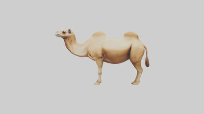 3D model Camel Humps Model VR / AR / low-poly