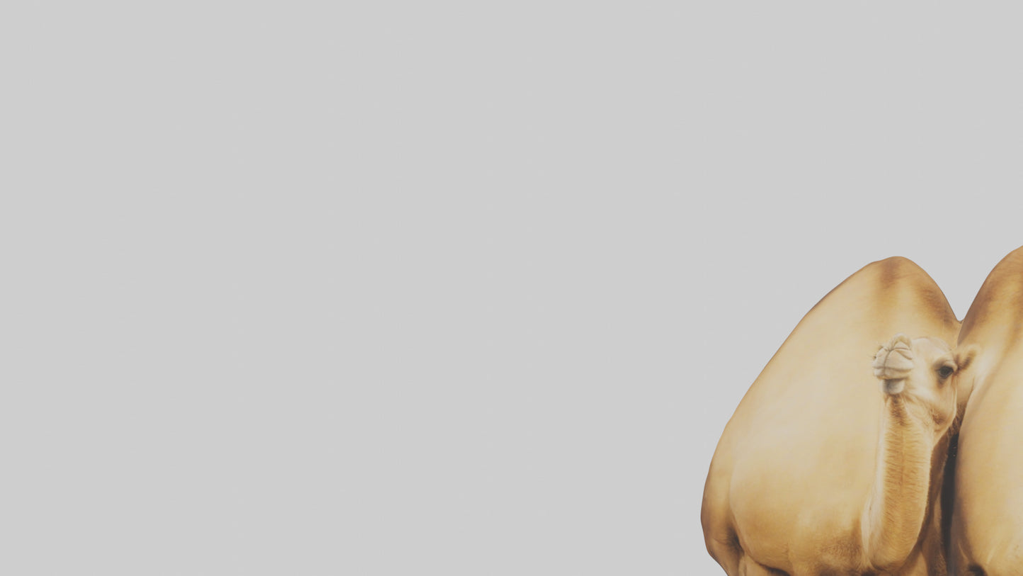 3D model Camel Humps Model VR / AR / low-poly