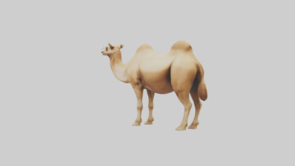 3D model Camel Humps Model VR / AR / low-poly