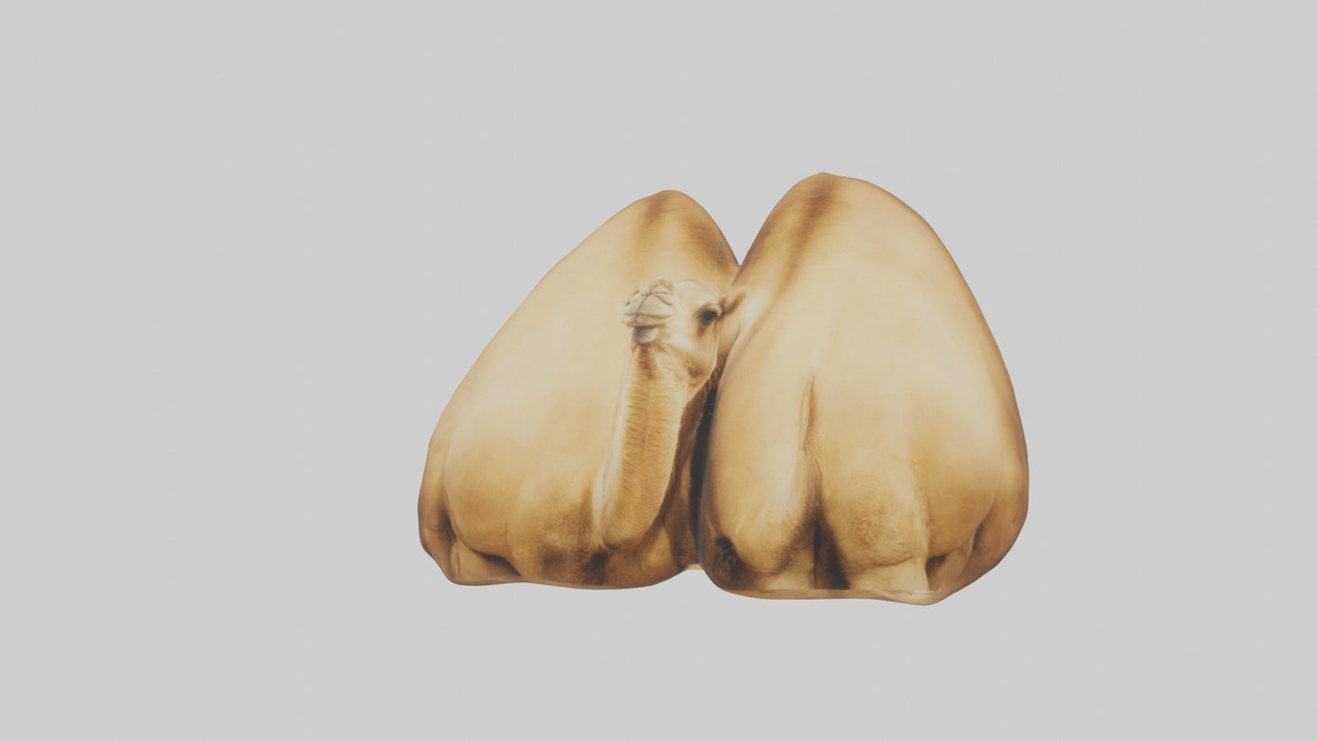 3D model Camel Humps Model VR / AR / low-poly