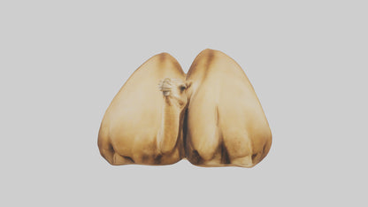 3D model Camel Humps Model VR / AR / low-poly