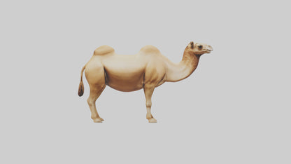 3D model Camel Humps Model VR / AR / low-poly