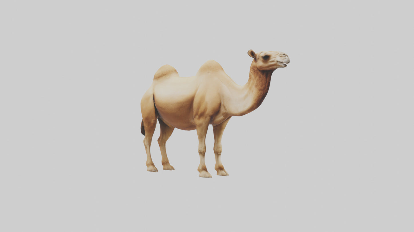 3D model Camel Humps Model VR / AR / low-poly