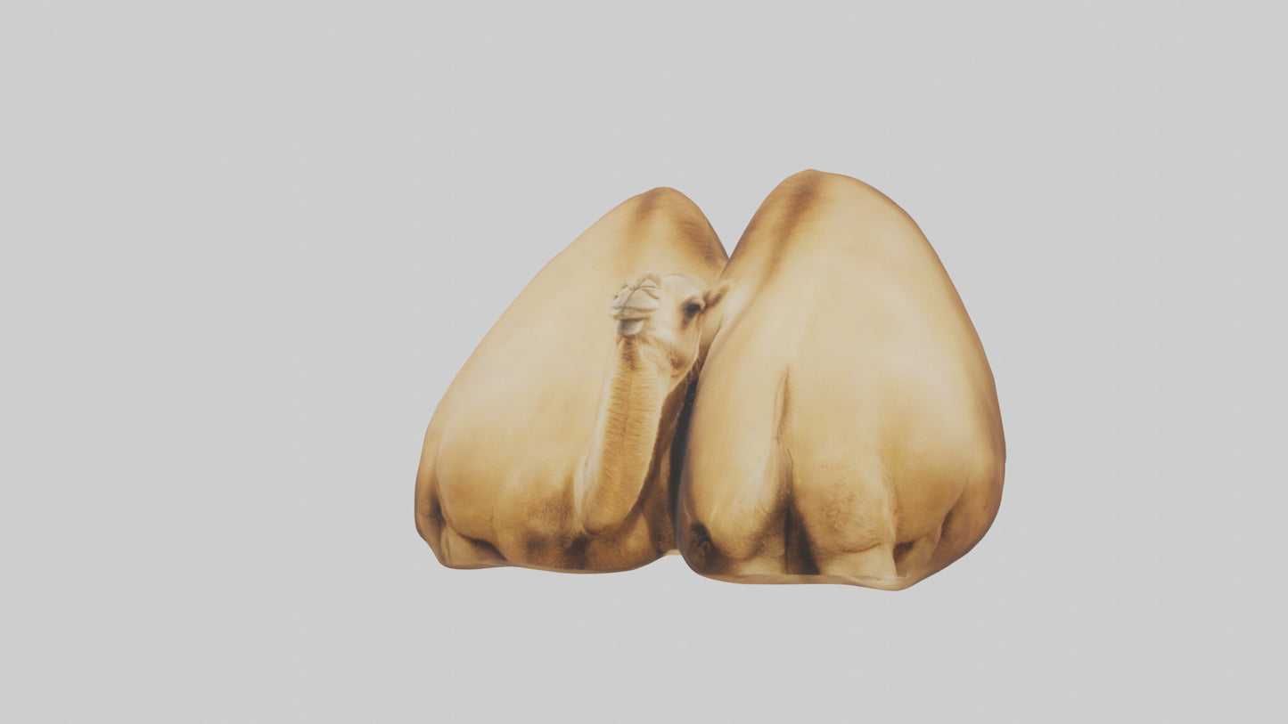 3D model Camel Humps Model VR / AR / low-poly