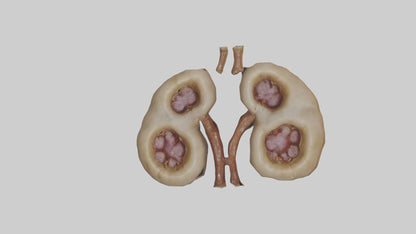 3D model Camel Kidneys VR / AR / low-poly
