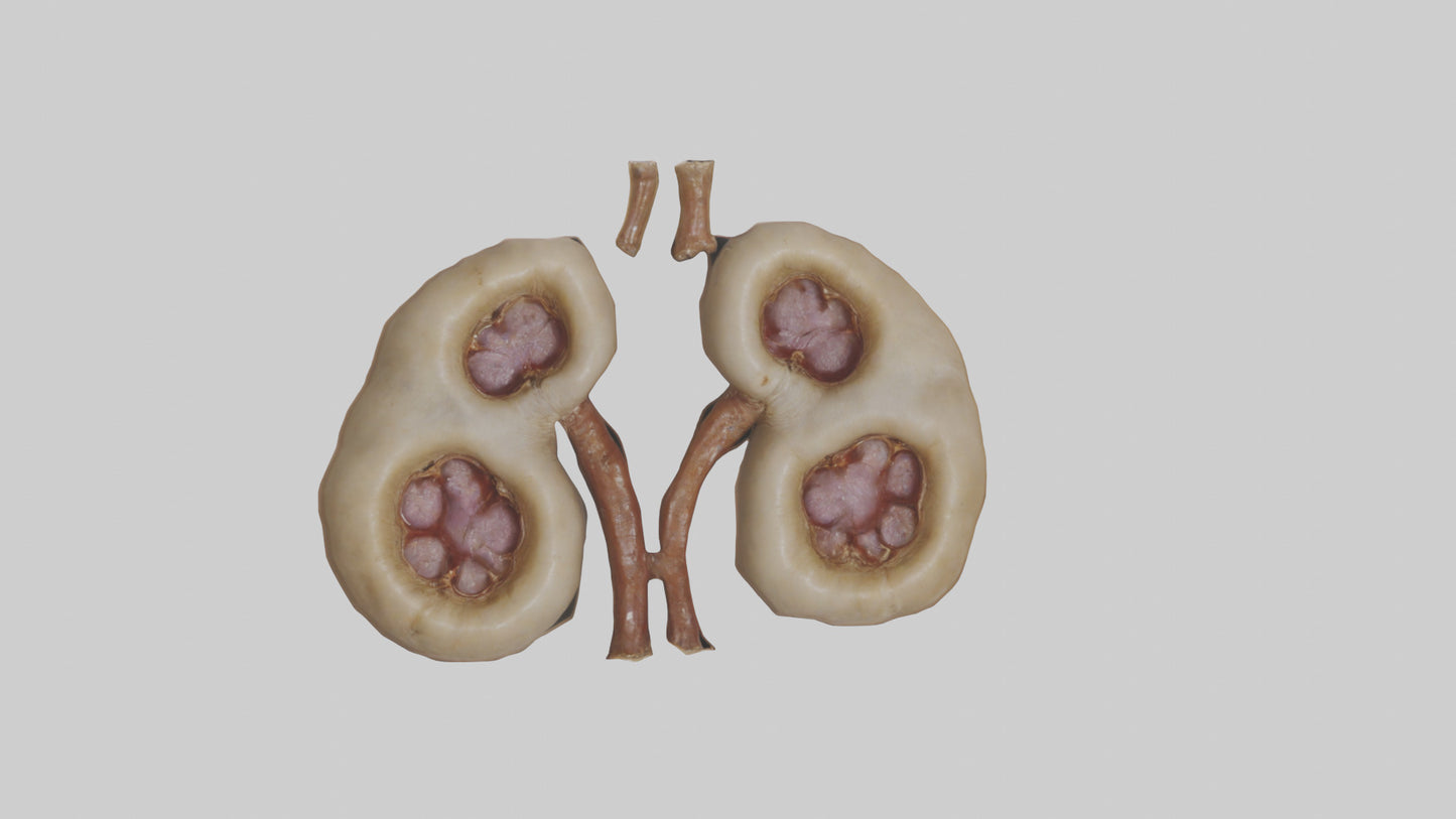 3D model Camel Kidneys VR / AR / low-poly