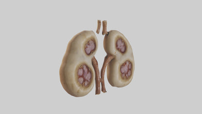 3D model Camel Kidneys VR / AR / low-poly