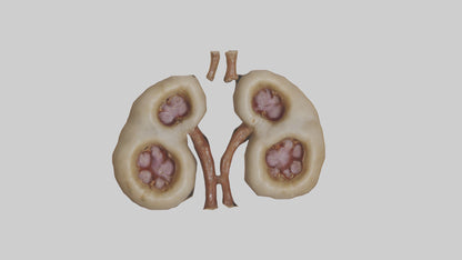 3D model Camel Kidneys VR / AR / low-poly