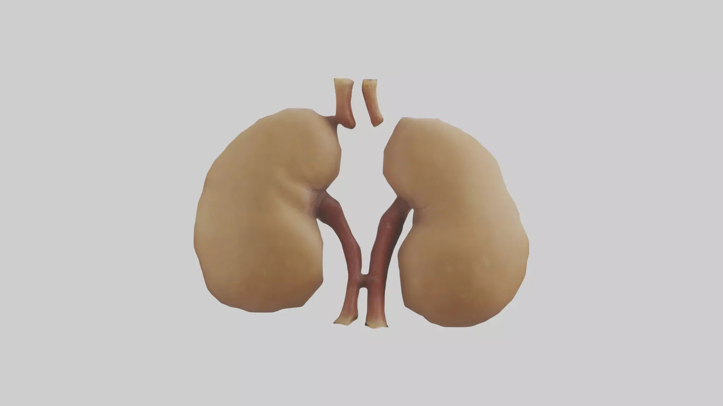 3D model Camel Kidneys VR / AR / low-poly