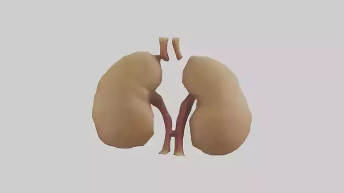 3D model Camel Kidneys VR / AR / low-poly