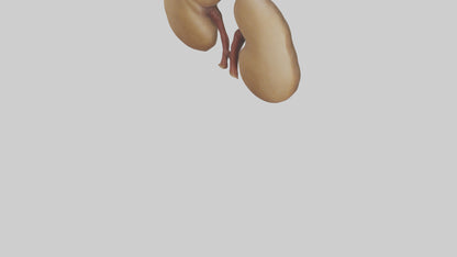 3D model Camel Kidneys VR / AR / low-poly