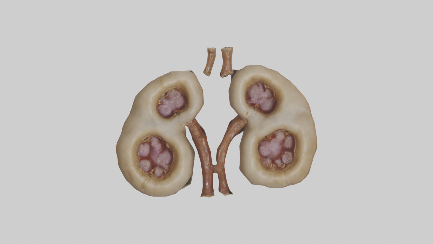 3D model Camel Kidneys VR / AR / low-poly