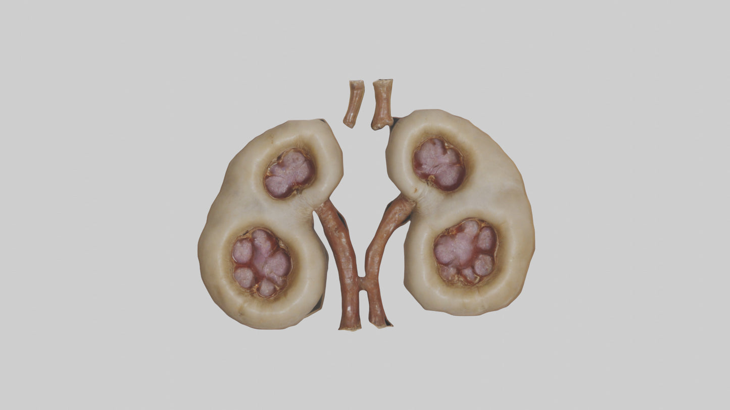 3D model Camel Kidneys VR / AR / low-poly