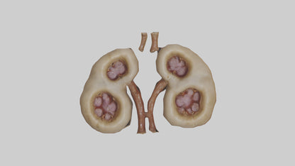 3D model Camel Kidneys VR / AR / low-poly