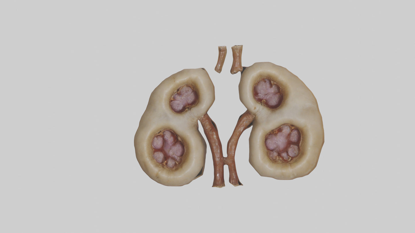 3D model Camel Kidneys VR / AR / low-poly