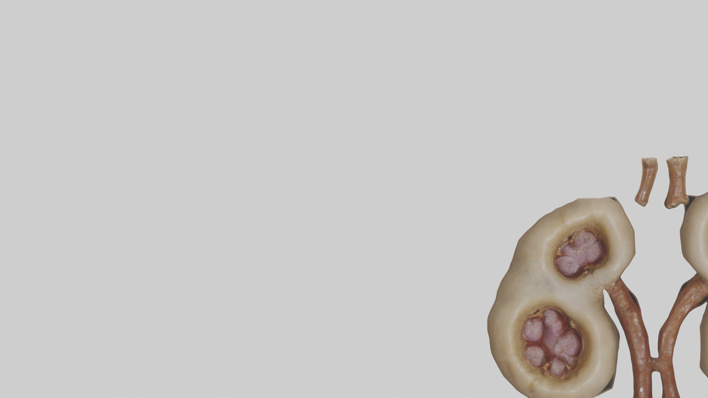 3D model Camel Kidneys VR / AR / low-poly