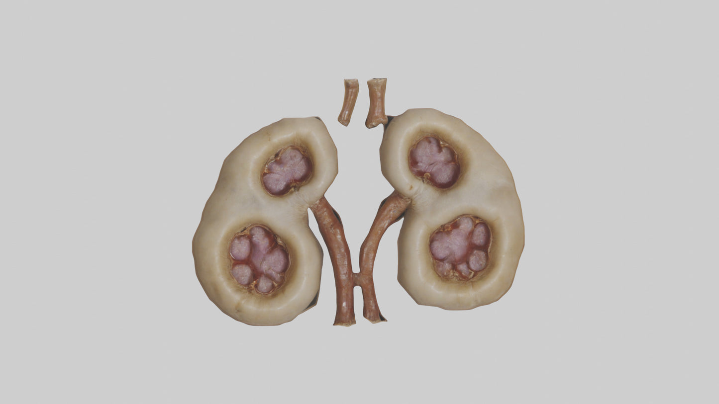 3D model Camel Kidneys VR / AR / low-poly