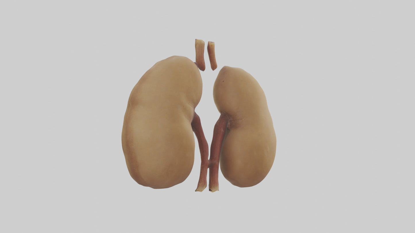 3D model Camel Kidneys VR / AR / low-poly