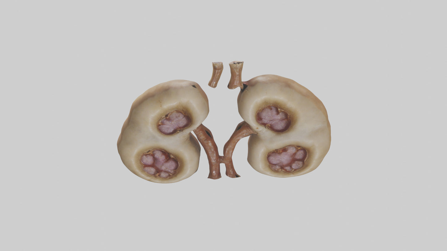 3D model Camel Kidneys VR / AR / low-poly