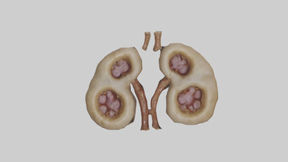 3D model Camel Kidneys VR / AR / low-poly