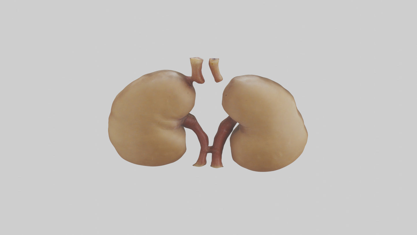3D model Camel Kidneys VR / AR / low-poly