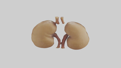 3D model Camel Kidneys VR / AR / low-poly