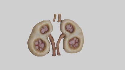 3D model Camel Kidneys VR / AR / low-poly