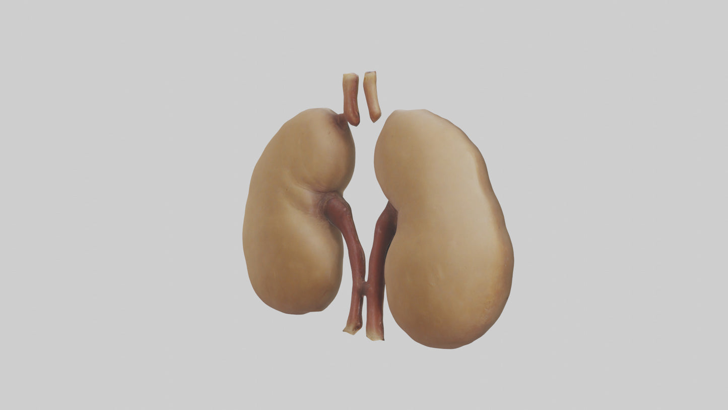 3D model Camel Kidneys VR / AR / low-poly