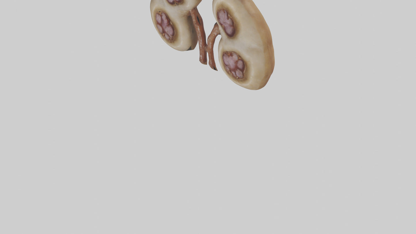 3D model Camel Kidneys VR / AR / low-poly