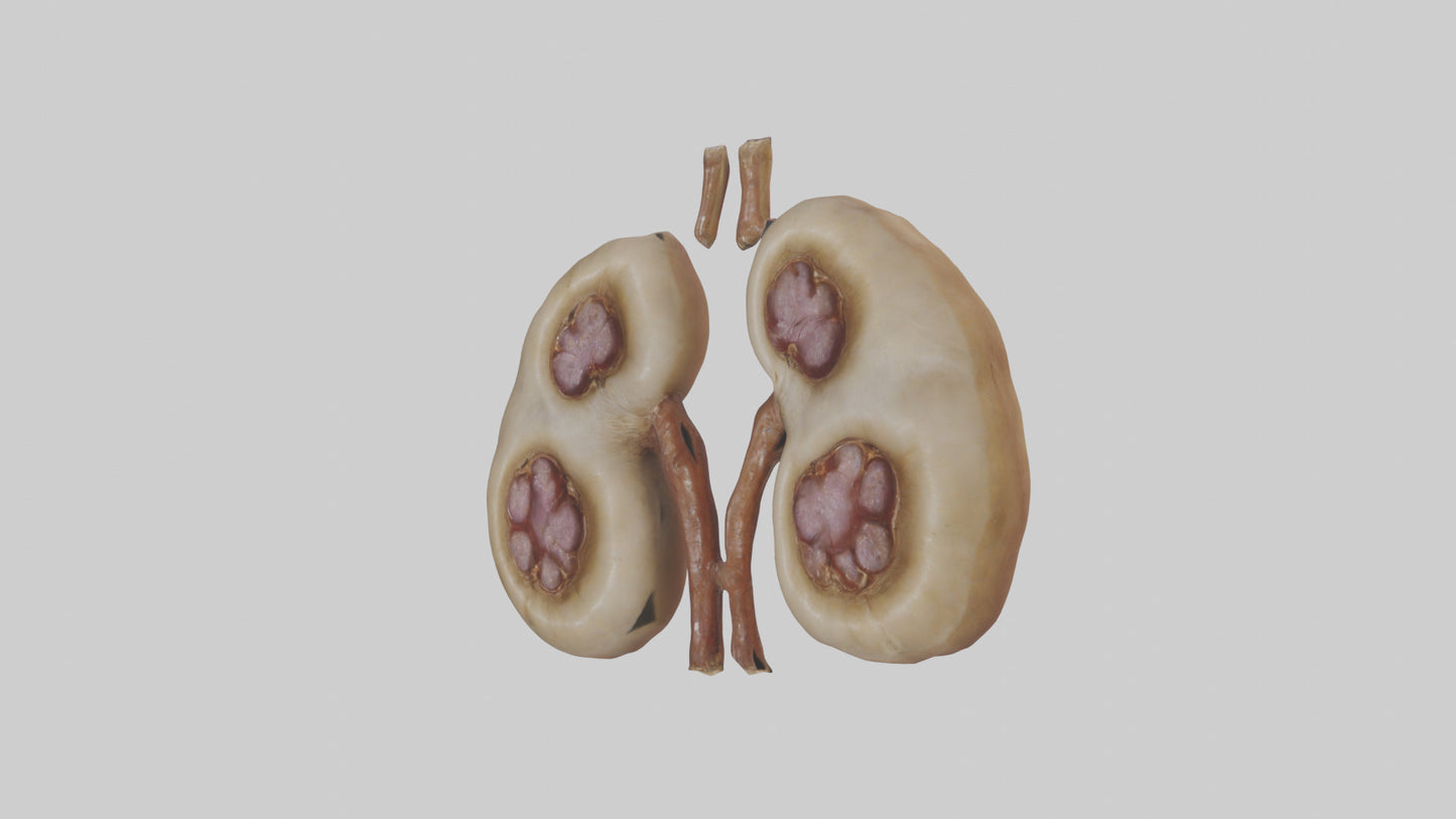 3D model Camel Kidneys VR / AR / low-poly