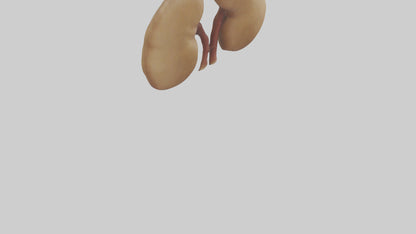 3D model Camel Kidneys VR / AR / low-poly