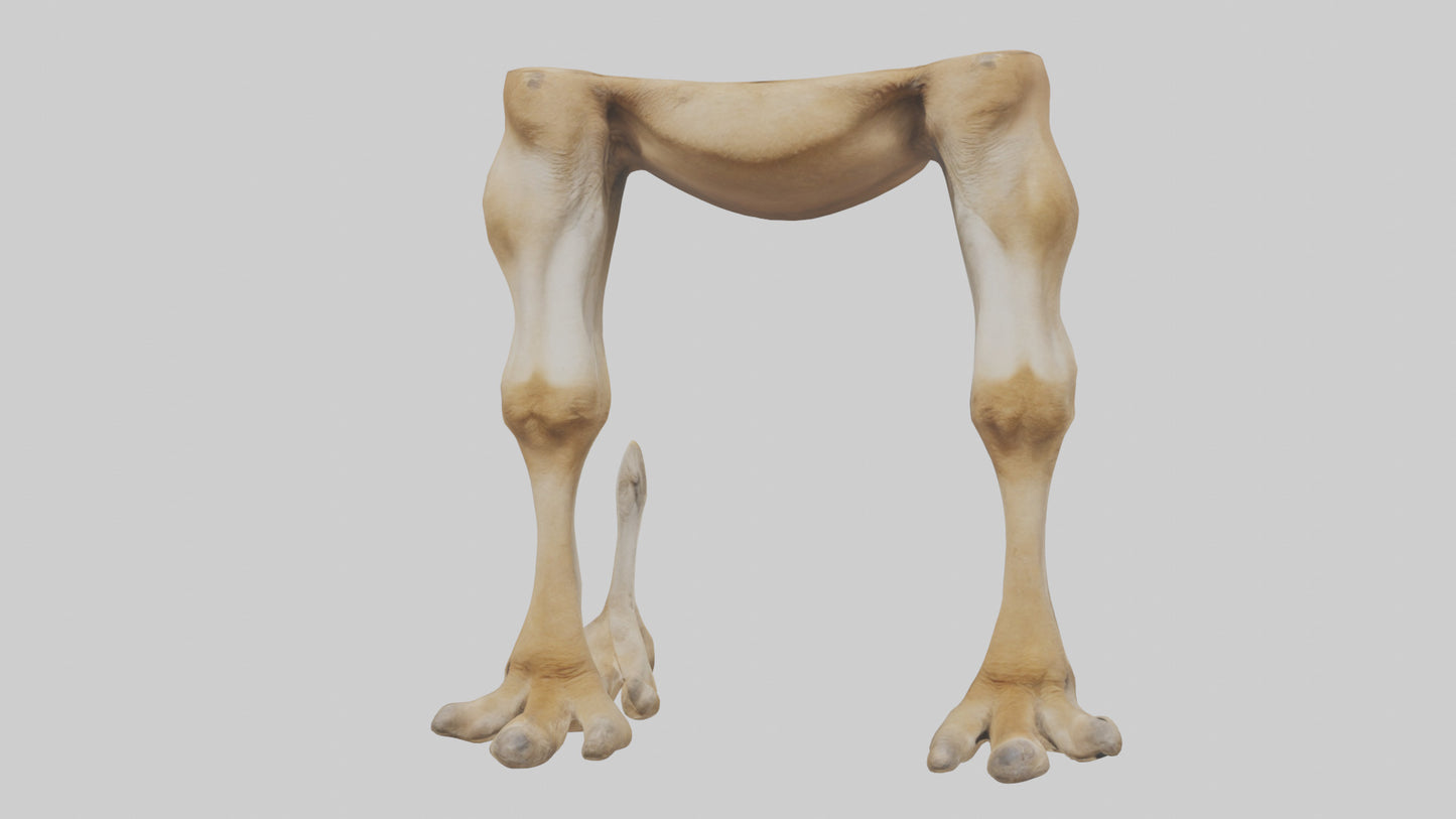 3D model Camel Legs VR / AR / low-poly