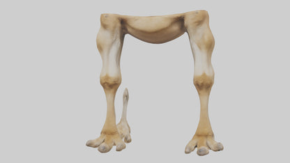 3D model Camel Legs VR / AR / low-poly