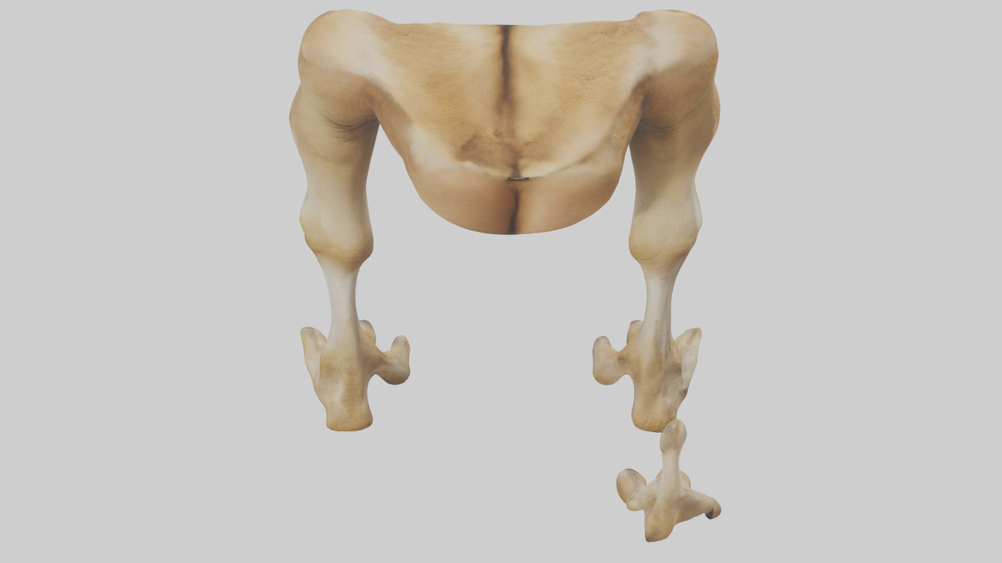 3D model Camel Legs VR / AR / low-poly