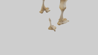 3D model Camel Legs VR / AR / low-poly