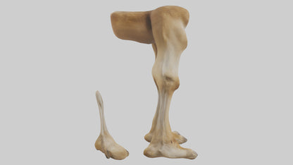 3D model Camel Legs VR / AR / low-poly