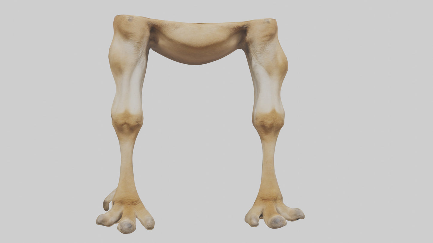 3D model Camel Legs VR / AR / low-poly