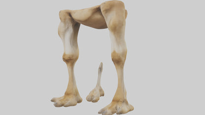 3D model Camel Legs VR / AR / low-poly