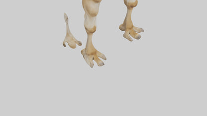 3D model Camel Legs VR / AR / low-poly