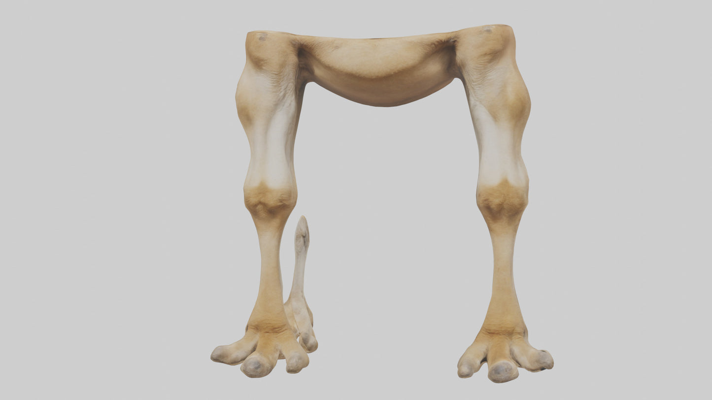 3D model Camel Legs VR / AR / low-poly