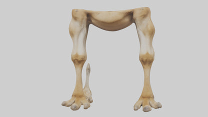 3D model Camel Legs VR / AR / low-poly