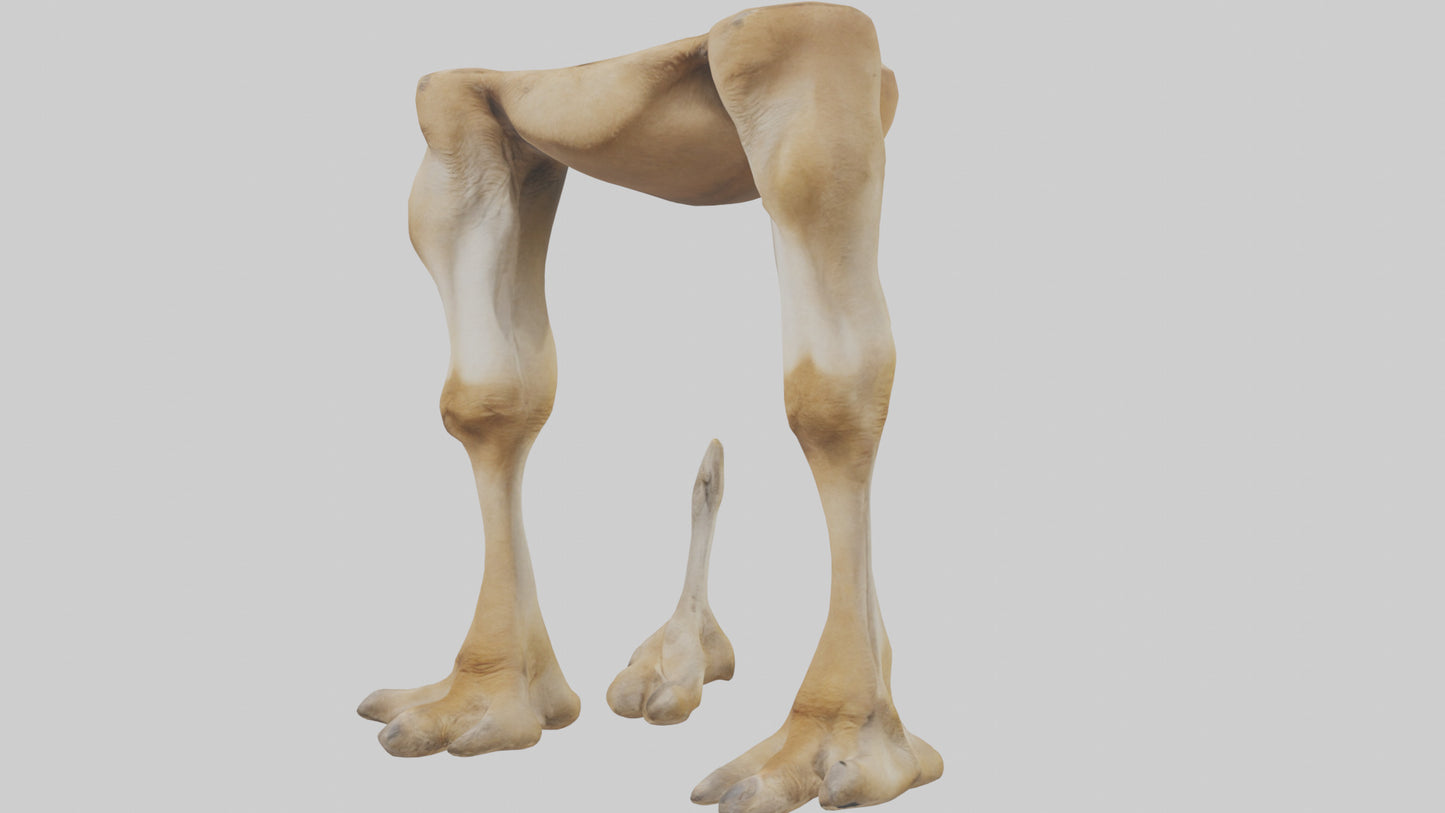 3D model Camel Legs VR / AR / low-poly