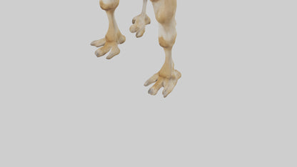 3D model Camel Legs VR / AR / low-poly