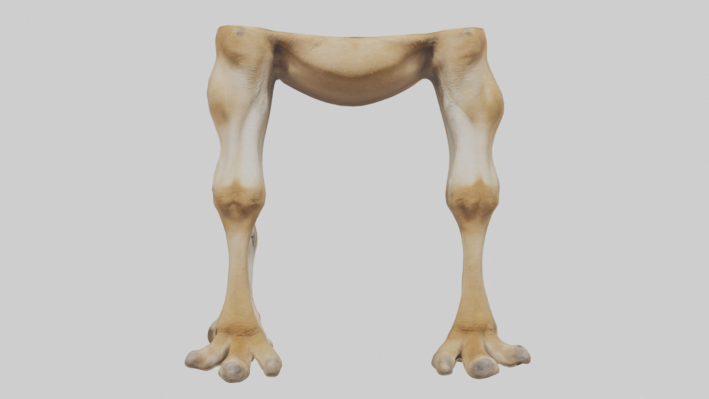 3D model Camel Legs VR / AR / low-poly