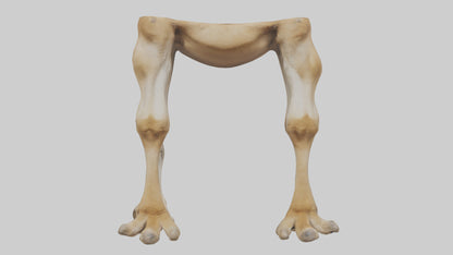 3D model Camel Legs VR / AR / low-poly