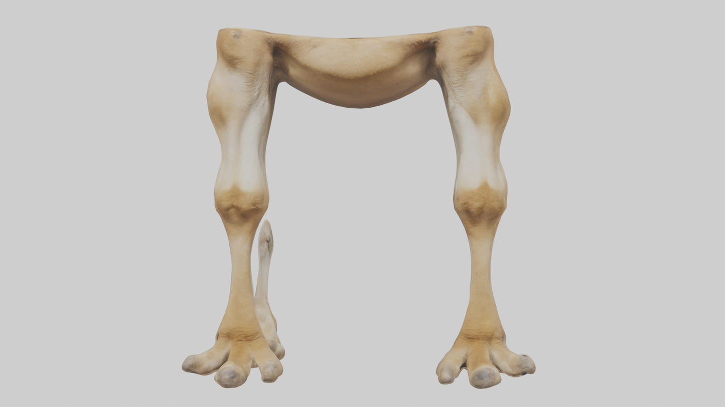 3D model Camel Legs VR / AR / low-poly
