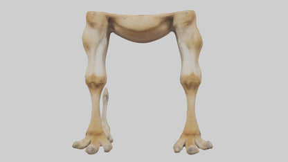 3D model Camel Legs VR / AR / low-poly