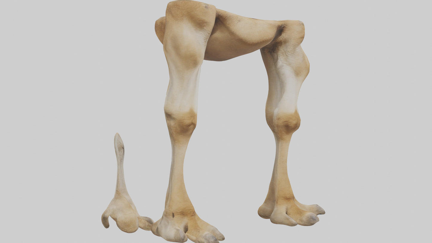 3D model Camel Legs VR / AR / low-poly