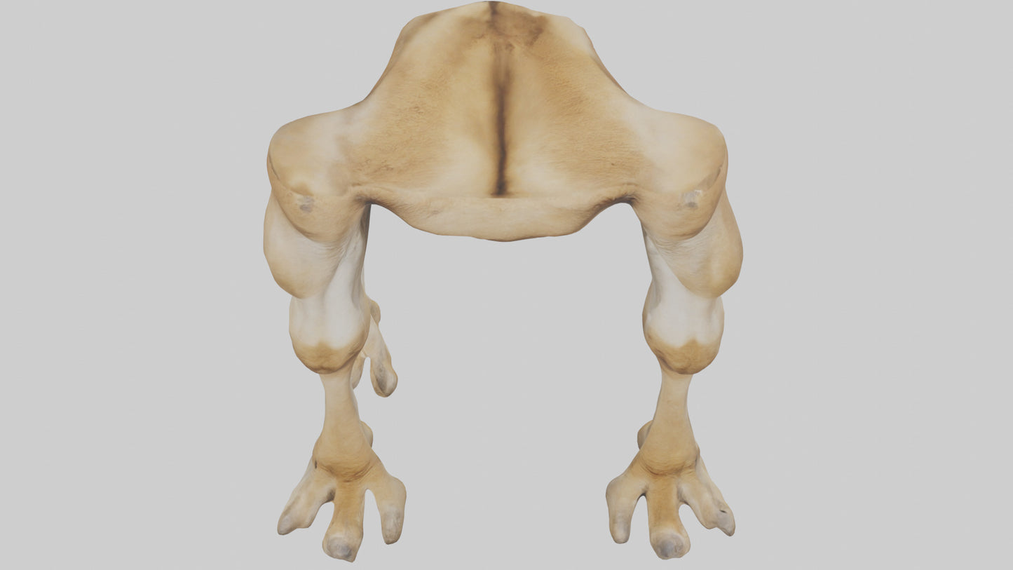 3D model Camel Legs VR / AR / low-poly